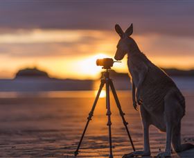 Wallabies On The Beach At Cape Hillsborough - Accommodation Brisbane 3