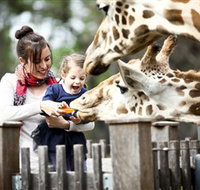 Taronga Western Plains Zoo Dubbo - Accommodation Brisbane