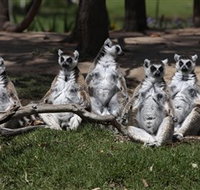 Savannah Visitor Plaza Taronga Western Plains Zoo Dubbo - Accommodation Brisbane