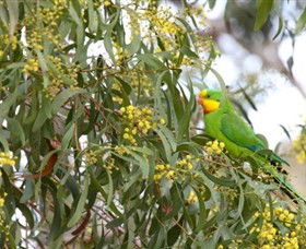 Savernake Day Tours - Accommodation Brisbane 2