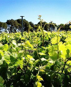 Basalt Wines - Accommodation Brisbane 0