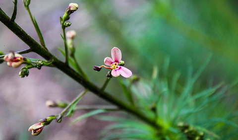 Lynchs Loop Trail - Accommodation Brisbane 2