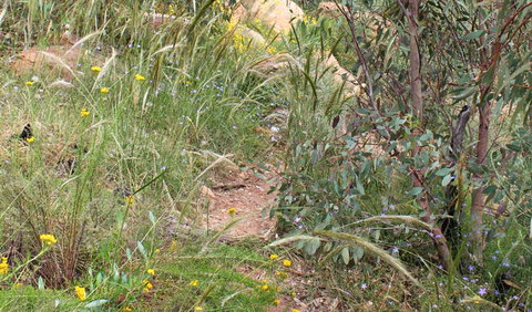 Ben Hall's Cave Walking Track - Accommodation Brisbane 1