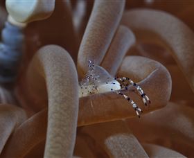 Monolith Dive Site - Accommodation Brisbane 1