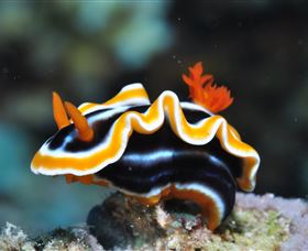 Monolith Dive Site - Accommodation Brisbane 0