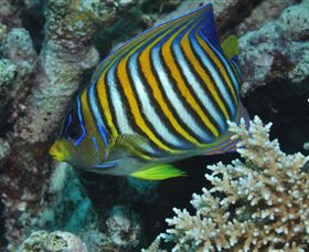 Monolith Dive Site - Accommodation Brisbane 3