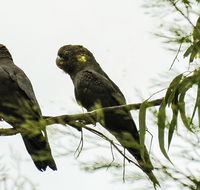 Conimbla National Park - Accommodation Brisbane