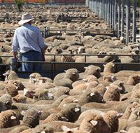 Livestock Marketing Centre - Accommodation Brisbane