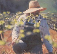Canobolas Smith Winery - Accommodation Brisbane