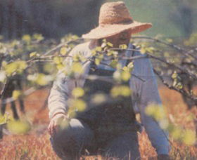 Canobolas Smith Winery - Accommodation Brisbane 0