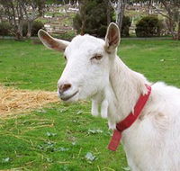 Dunkell Goats - Accommodation Brisbane