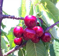 Ballinaclash Orchard and Cellar Door - Accommodation Brisbane