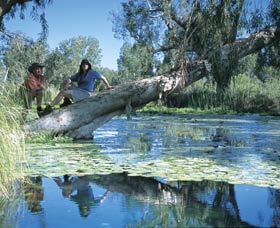 Millstream Chichester National Park - Accommodation Brisbane 1