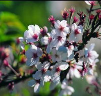 Sakura Avenue - Accommodation Brisbane