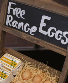 A Slice Of Orange - Accommodation Brisbane 1