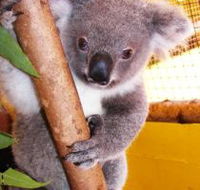 Cooberrie Park Wildlife Sanctuary - Accommodation Brisbane