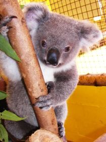 Cooberrie Park Wildlife Sanctuary - Accommodation Brisbane 0