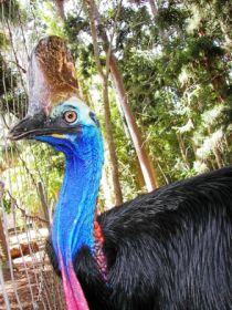 Cooberrie Park Wildlife Sanctuary - Accommodation Brisbane 1