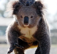 Koalas in Gunnedah - Accommodation Brisbane