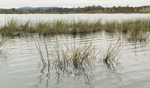 Lagoon Circuit Walking Track - Accommodation Brisbane 3