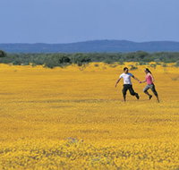Wildflowers of the Mid West - Accommodation Brisbane