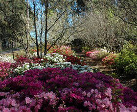 Wildwood Garden - Accommodation Brisbane 2