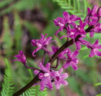 Cassinia walking track - Accommodation Brisbane