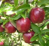 Top 40 Orchard - Accommodation Brisbane