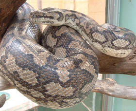 Armadale Reptile Centre - Accommodation Brisbane 0