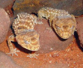 Armadale Reptile Centre - Accommodation Brisbane 1