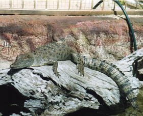 Armadale Reptile Centre - Accommodation Brisbane 2