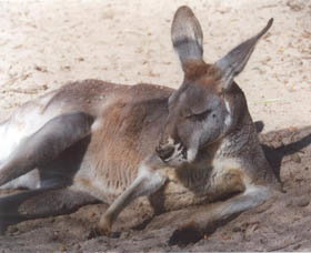 Armadale Reptile Centre - Accommodation Brisbane 3