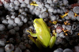 Normanby Wines - Accommodation Brisbane 2