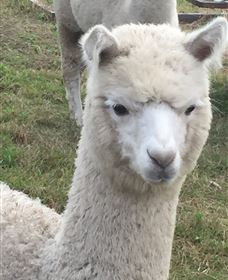Storybook Alpacas - Accommodation Brisbane 0