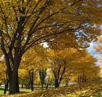Centennial Park at Cooma - Accommodation Brisbane