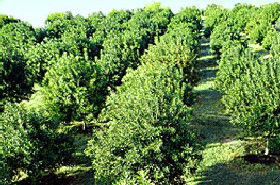 MacNuts WA Shop And Factory - Accommodation Brisbane 1