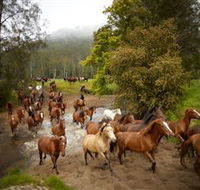 Glenworth Valley Horse Riding - Accommodation Brisbane