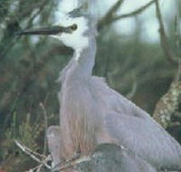 Jack Smith Lake State Game Reserve - Accommodation Brisbane