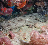 Lighthouse Bommies Dive Site