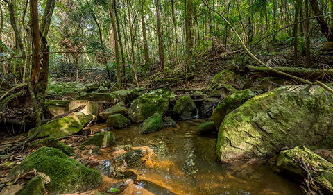 Palm Grove Nature Reserve - Accommodation Brisbane 0