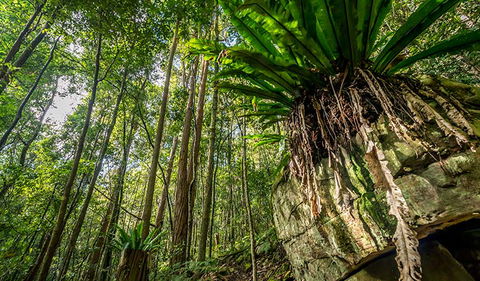 Palm Grove Nature Reserve - Accommodation Brisbane 1