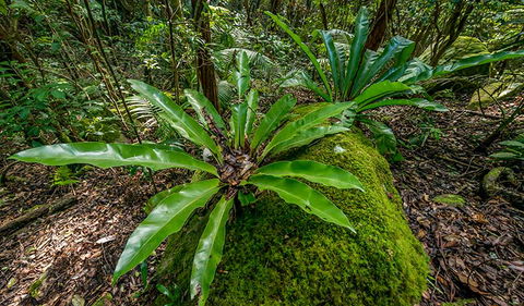 Palm Grove Nature Reserve - Accommodation Brisbane 2