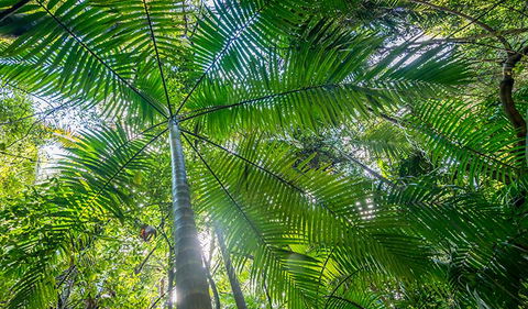 Palm Grove Nature Reserve - Accommodation Brisbane 3