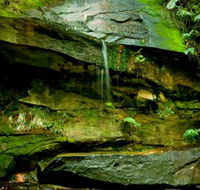 Strickland State Forest - Accommodation Brisbane