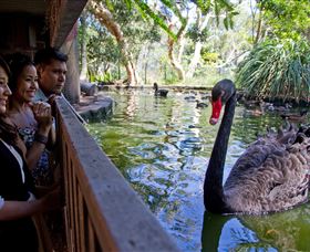 Nura Diya Aboriginal Wildlife Tour At Taronga Zoo - Accommodation Brisbane 3
