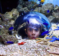 Sea Life Sunshine Coast - Accommodation Brisbane