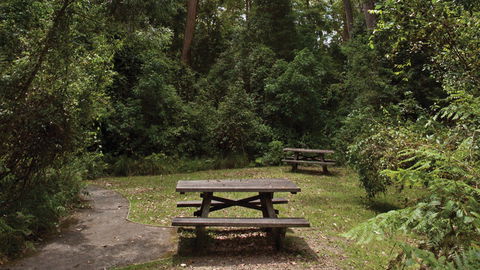 Nymboi-Binderay National Park - Accommodation Brisbane 3