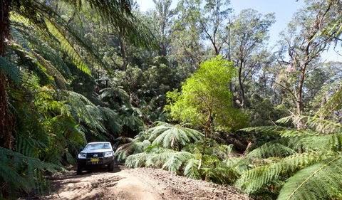 Wadbilliga Road Drive - Accommodation Brisbane 3