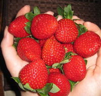 The Strawberry Farm - Accommodation Brisbane