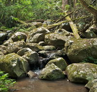 Booyong walking track - Accommodation Brisbane